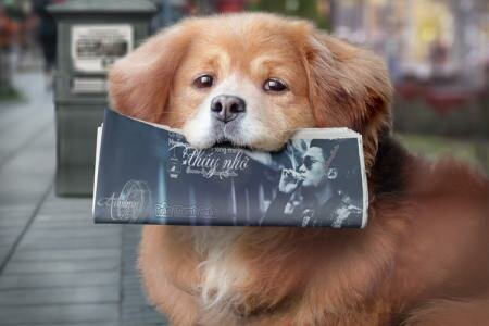 Ghép ảnh chú chó thông minh