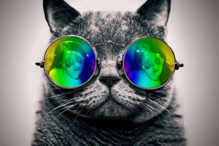 Ghép khung ảnh đôi mắt kính mèo độc đáo