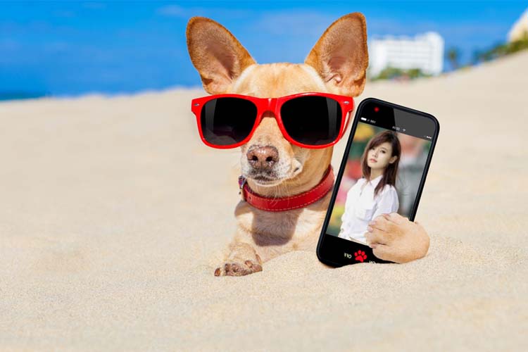 Hiệu ứng ảnh, chó cầm điện thoại: Thưởng thức những bức ảnh độc đáo và vui nhộn với chú chó cầm điện thoại! Hiệu ứng ảnh tuyệt vời sẽ làm cho những bức ảnh này trở nên độc đáo và thú vị. Bạn sẽ không muốn bỏ lỡ cơ hội để xem những bức ảnh này.